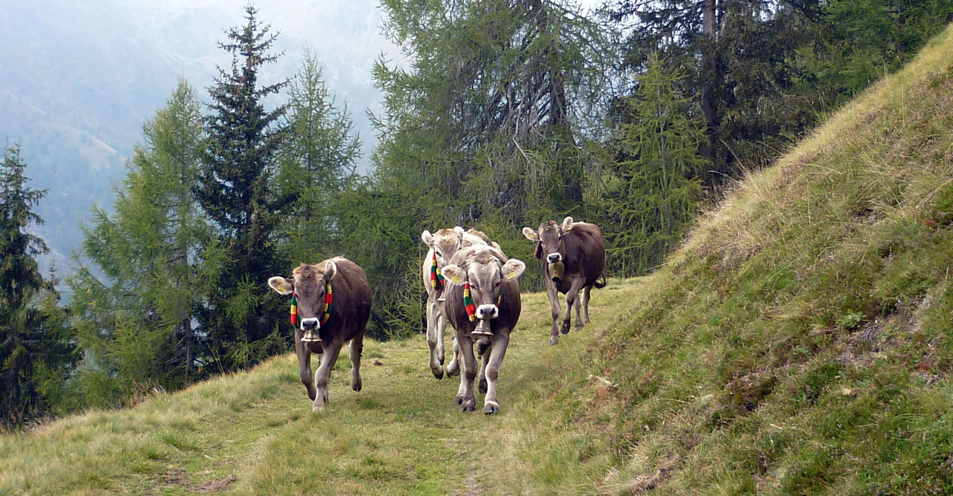 Kinderbauernhof Südtirol