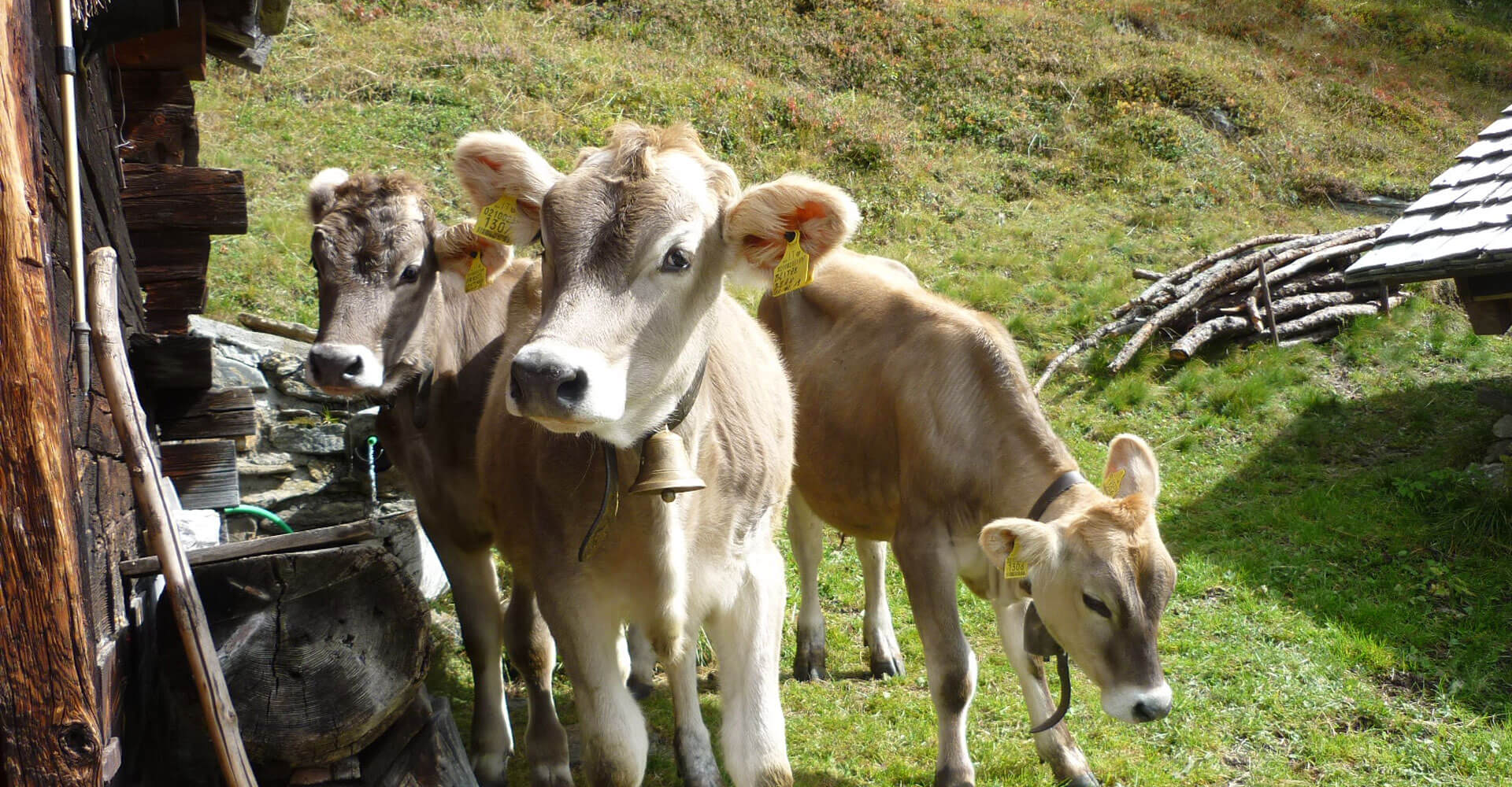 Urlaub auf dem Bauernhof in Terenten - Pustertal / Südtirol